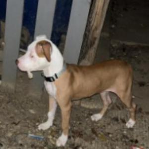 Lost Dog Cream
