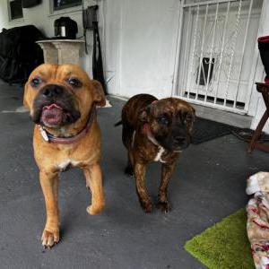 Found Dog Unknown