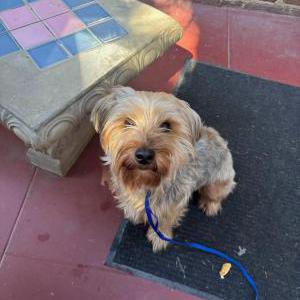 Found Dog Unknown