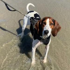 Lost Dog SophieSue