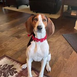 2nd Image of SophieSue, Lost Dog