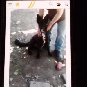 Image of Beta, Lost Dog