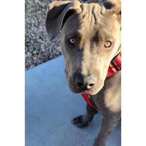 Found Dog Unknown