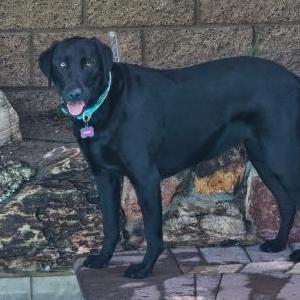 Lost Dog COSMO