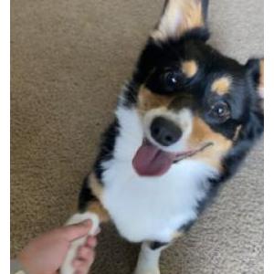 Lost Dog Bonnie