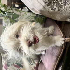 Found Dog Unknown