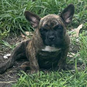 Lost Dog Timon