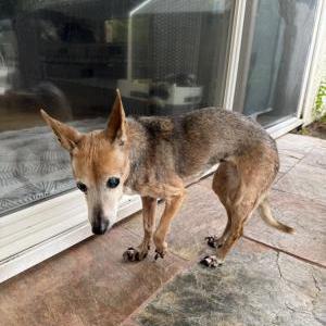 Found Dog Unknown