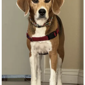 Lost Dog Quby