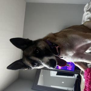 Lost Dog Sweetie