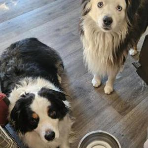 Found Dog Unknown