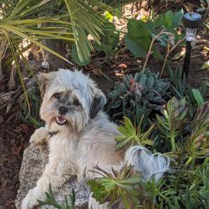 Lost Dog Stiizy