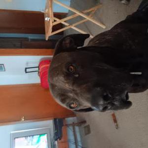 Image of Kojak, Lost Dog
