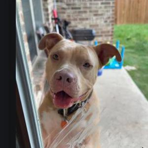 Lost Dog Henny