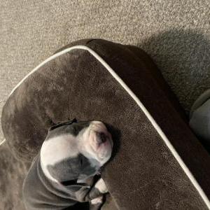 Lost Dog Maaji