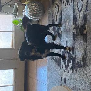 Lost Dog Tucker