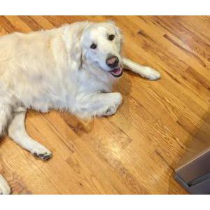 Lost Dog Griswald