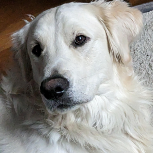 2nd Image of Griswald, Lost Dog