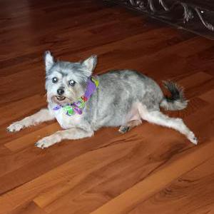 Lost Dog Sissy