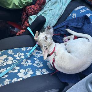 Found Dog Girly