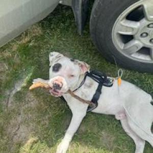 Lost Dog Snoopy or Snoopy Doo