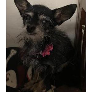 Lost Dog Noelle