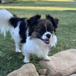 Lost Dog Norma Jean