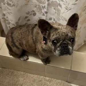 Lost Dog Balenci