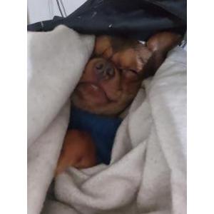 Lost Dog Doothy