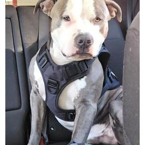 Lost Dog Capone