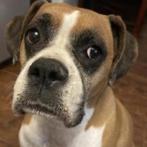 Image of Georgia, Lost Dog