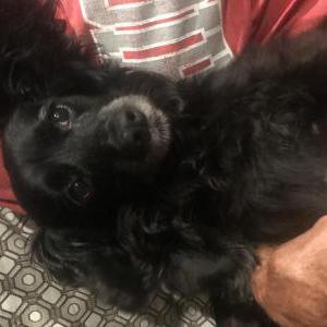 Lost Dog Addie