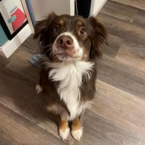Found Dog Unknown