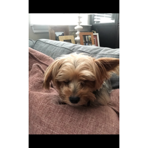 Lost Dog Willow