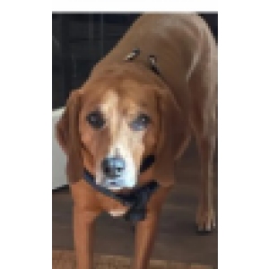 Lost Dog Buzz