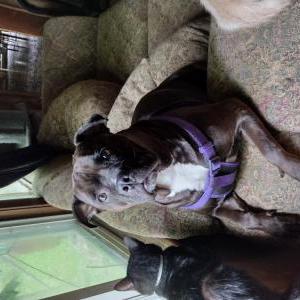 Lost Dog charolette