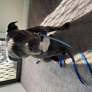 Found Dog Unknown