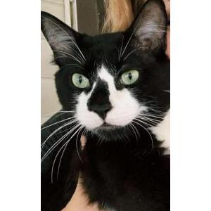 Lost Cat Jeffrey