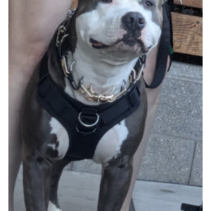Lost Dog CAPONE
