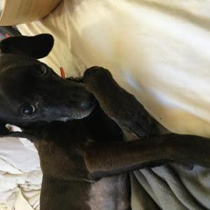 Lost Dog Charley