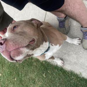 Found Dog Unknown