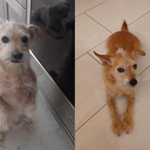 Lost Dog Jake