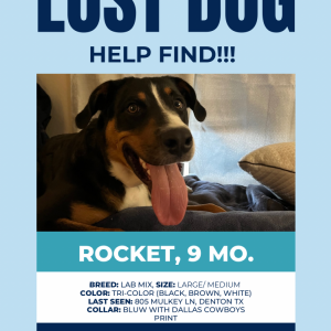 Lost Dog Rocket