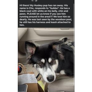Lost Dog Cho