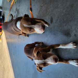 Found Dog Unknown