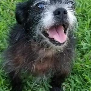 Lost Dog Peanut