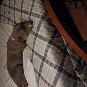 Lost Dog Shiloh