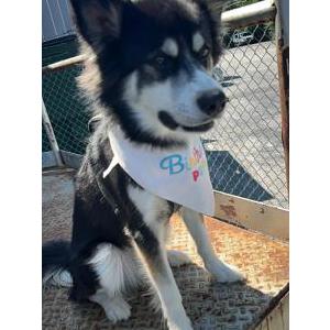 Lost Dog Cho