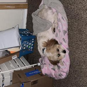 Lost Dog Bruno