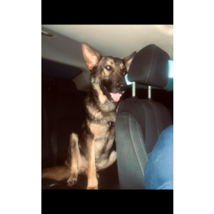 Lost Dog Ace